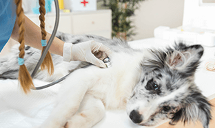 ¿Es necesario vacunar a los perros y gatos?